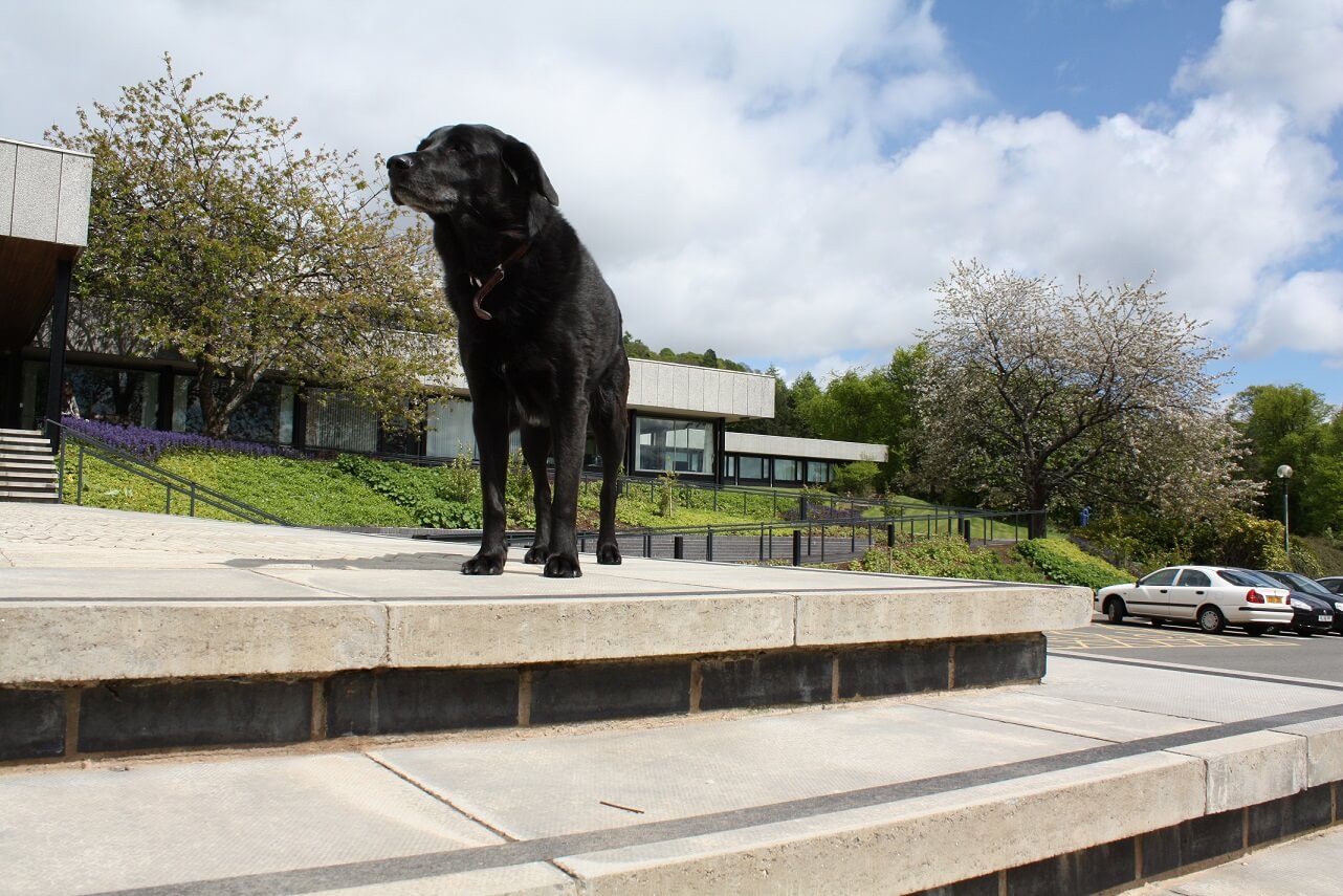 Bonnie - the Pathfoot dog