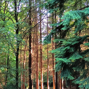 Image: Forest Bathing