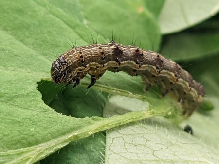 Insect pest amid leaves