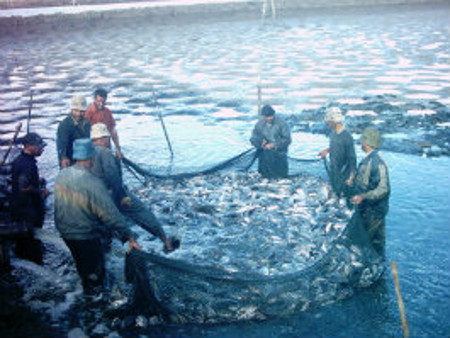 Fisherman fishing