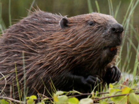 An image of a beaver