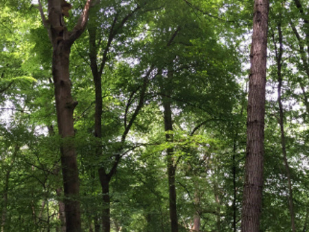 beech trees in leaf in a forest setting