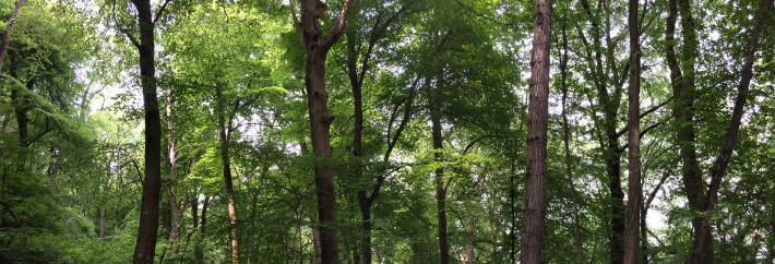 beech trees in leaf in a forest setting