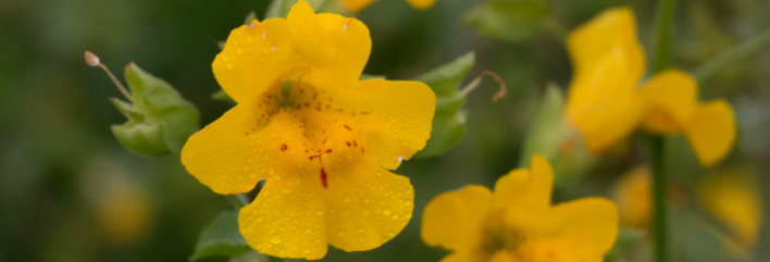 Shetland Monkeyflower