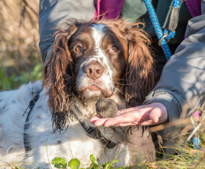 Truffle hunter Max the dog