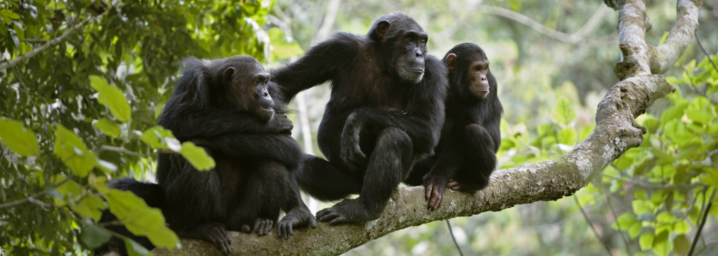 An image of chimps