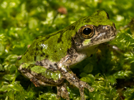 An image of a frog that is in camouflage