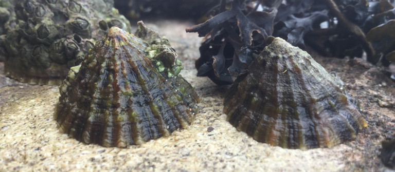 A limpet (marine mollusc) 