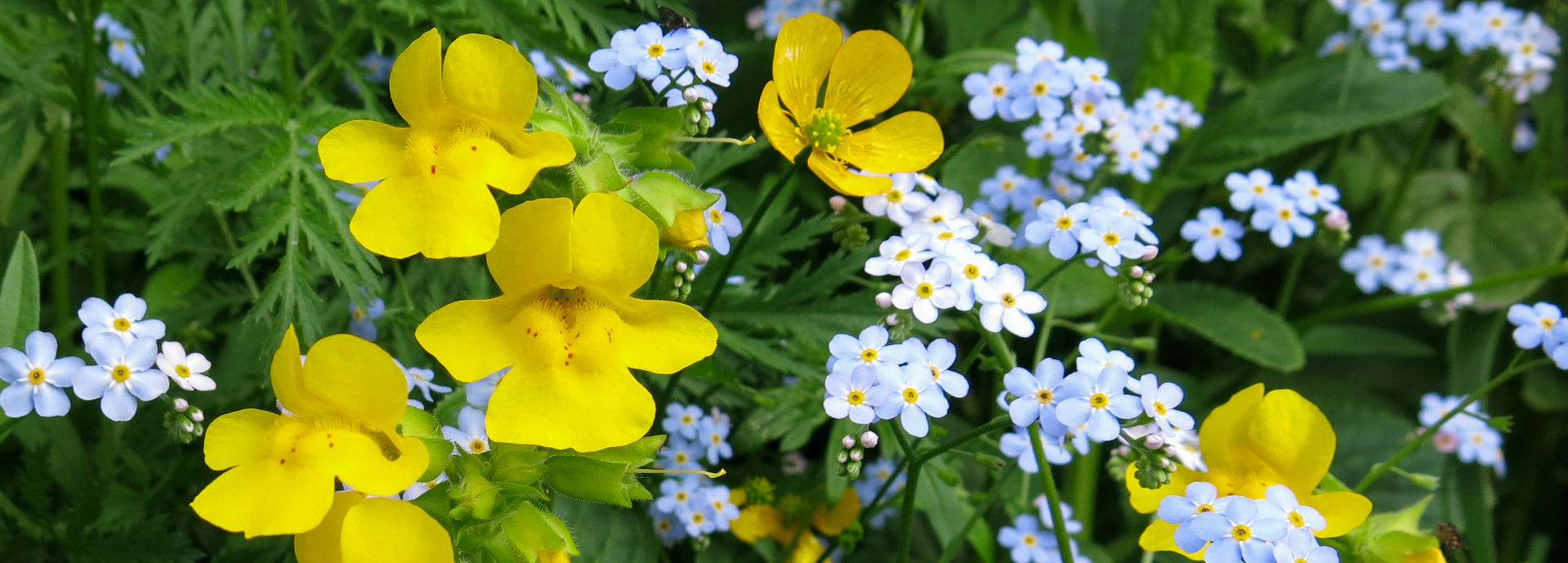 Monkeyflower