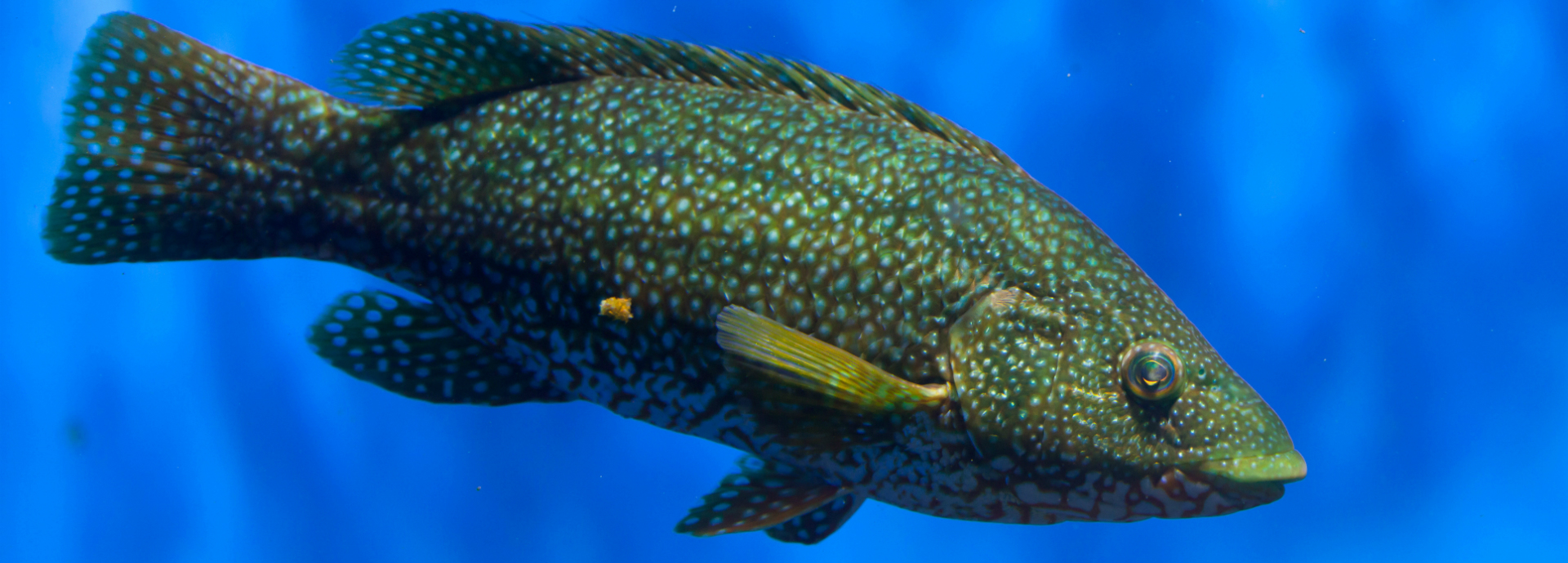 Ballan wrasse