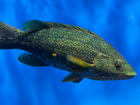 Ballan wrasse