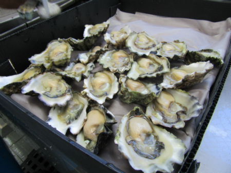 Oysters