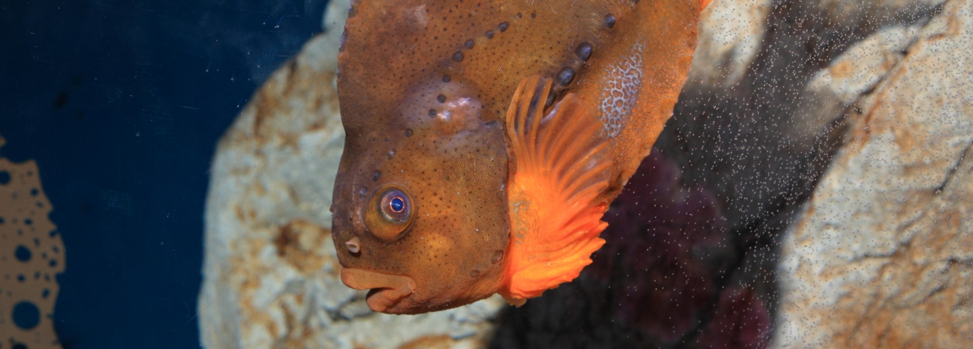 lumpfish