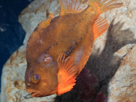 lumpfish picture