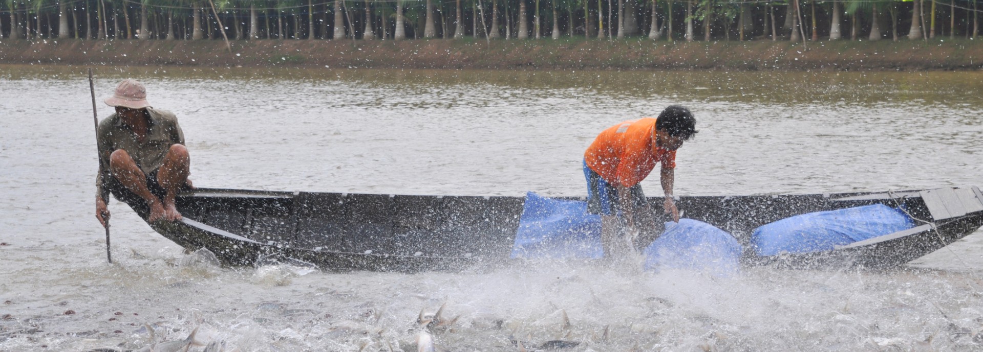 catfish in vietnam