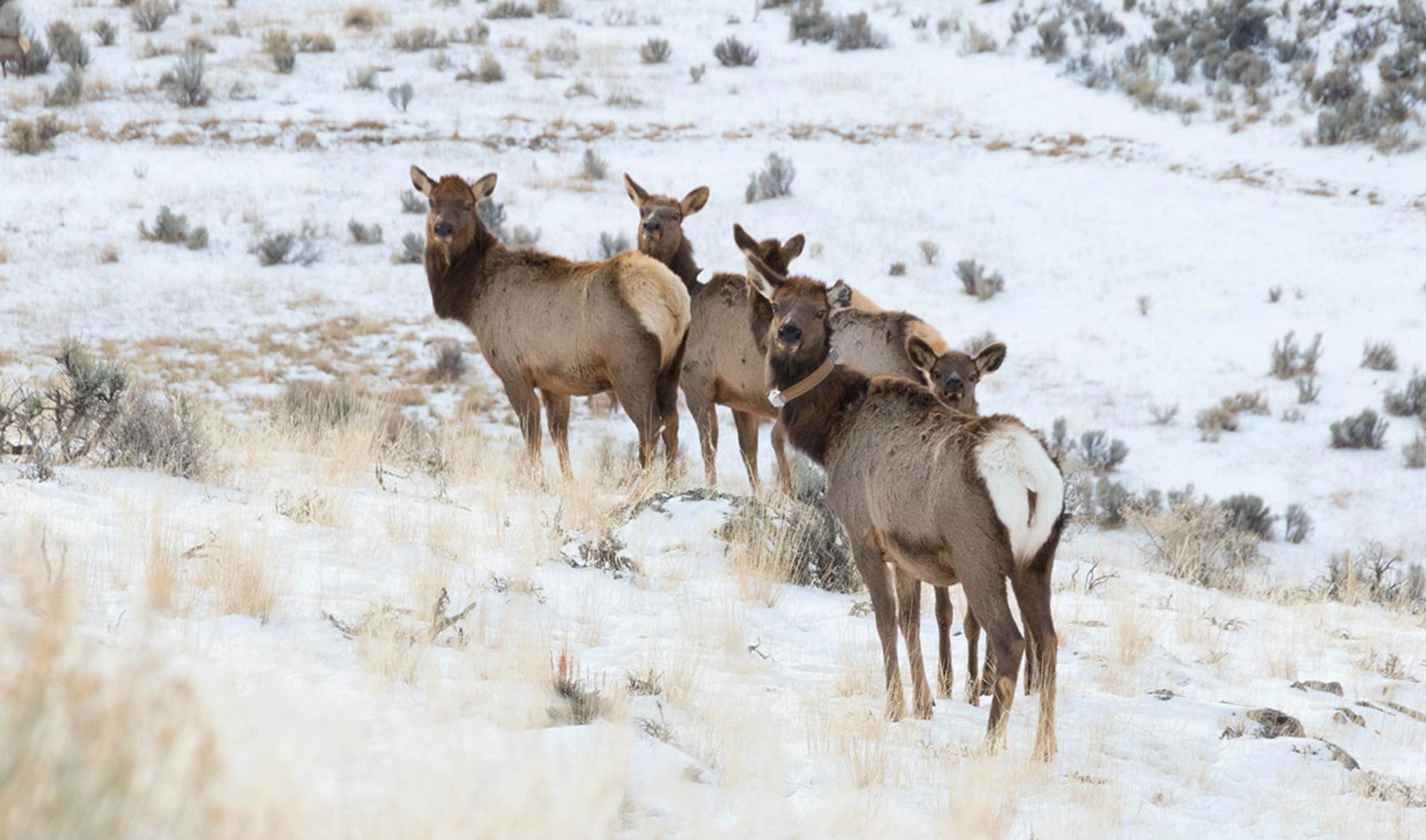 Deer in snow