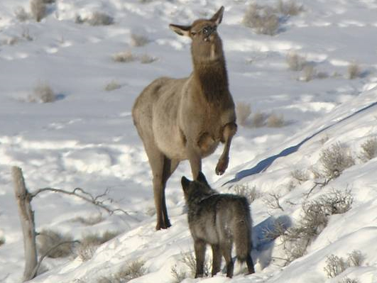 Predator and prey in snow