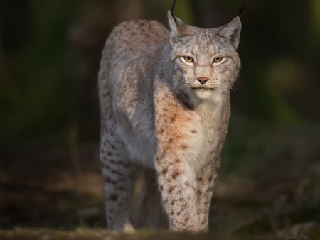 Eurasian lynx