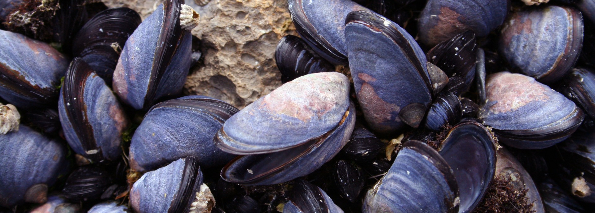 mussels