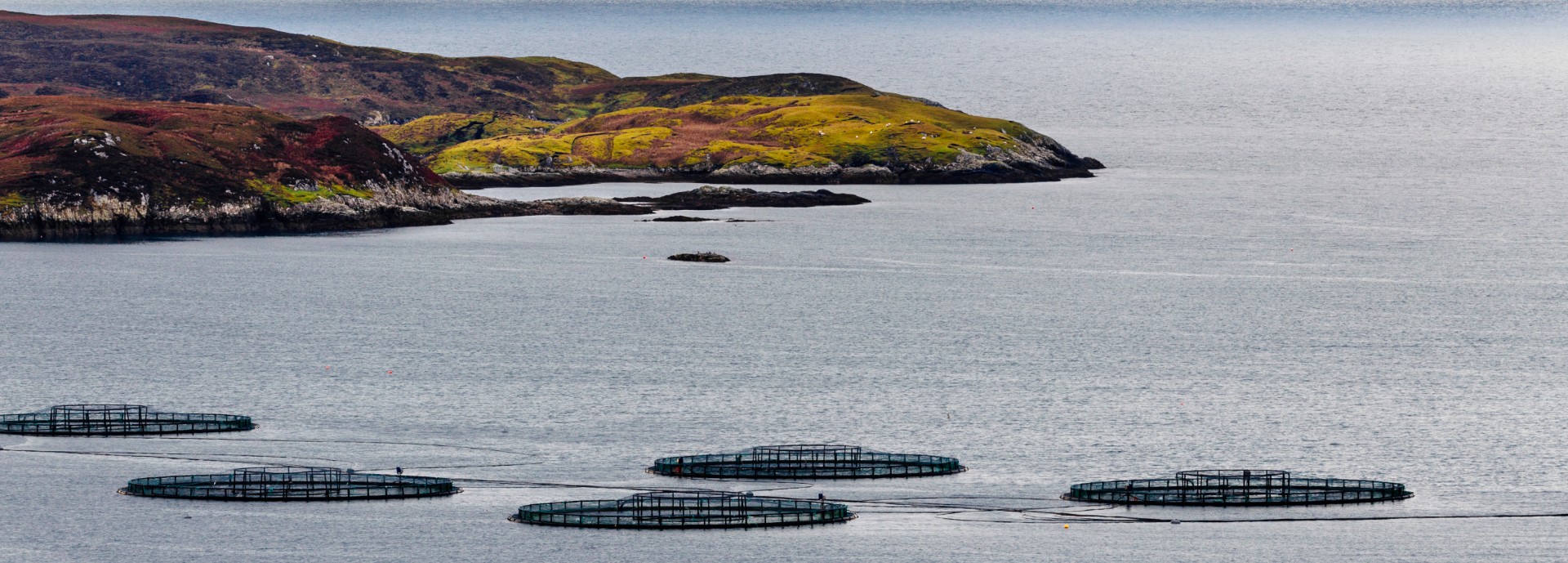 salmon farming