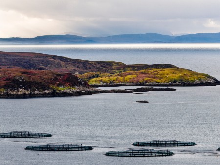 salmon farming