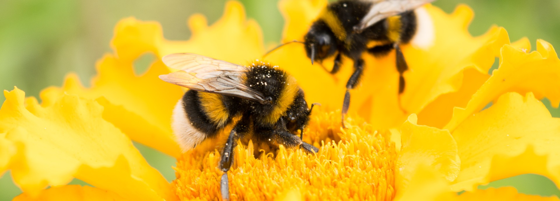 Bumblebees on a flower