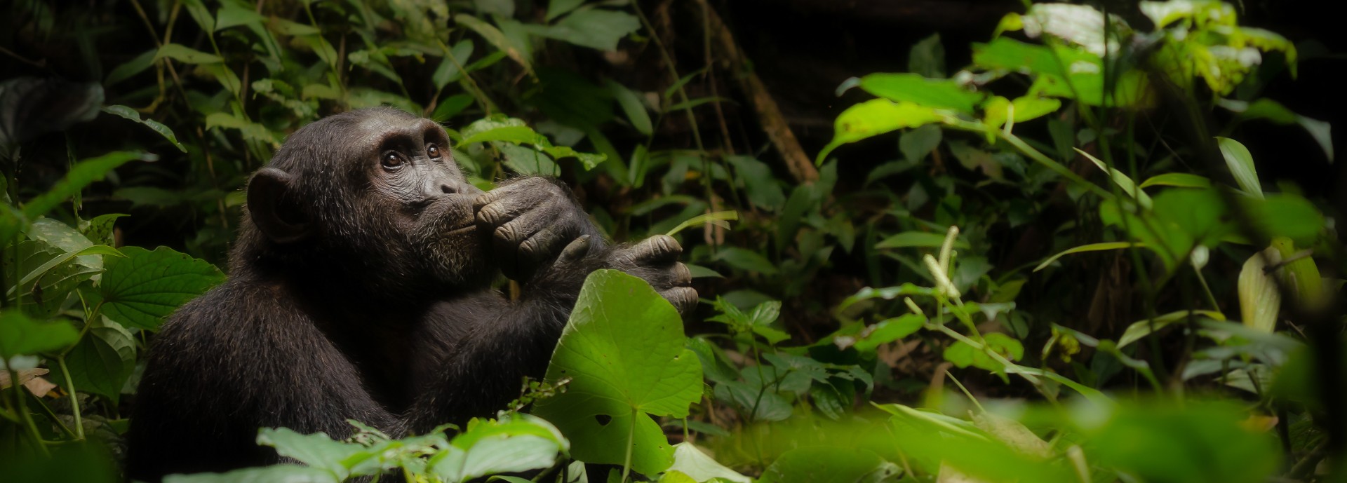 A chimpanzee stroking its chin while contemplating