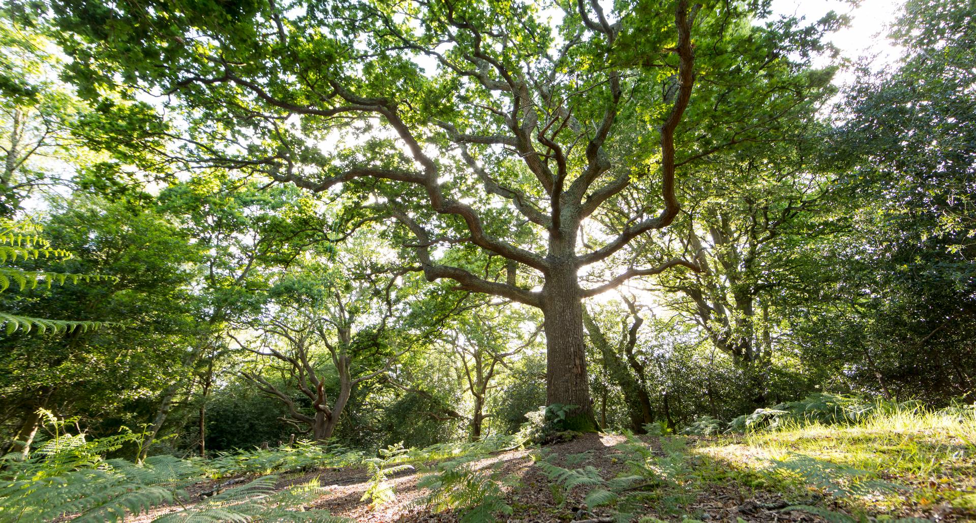 Ancient oaks in the New Forest