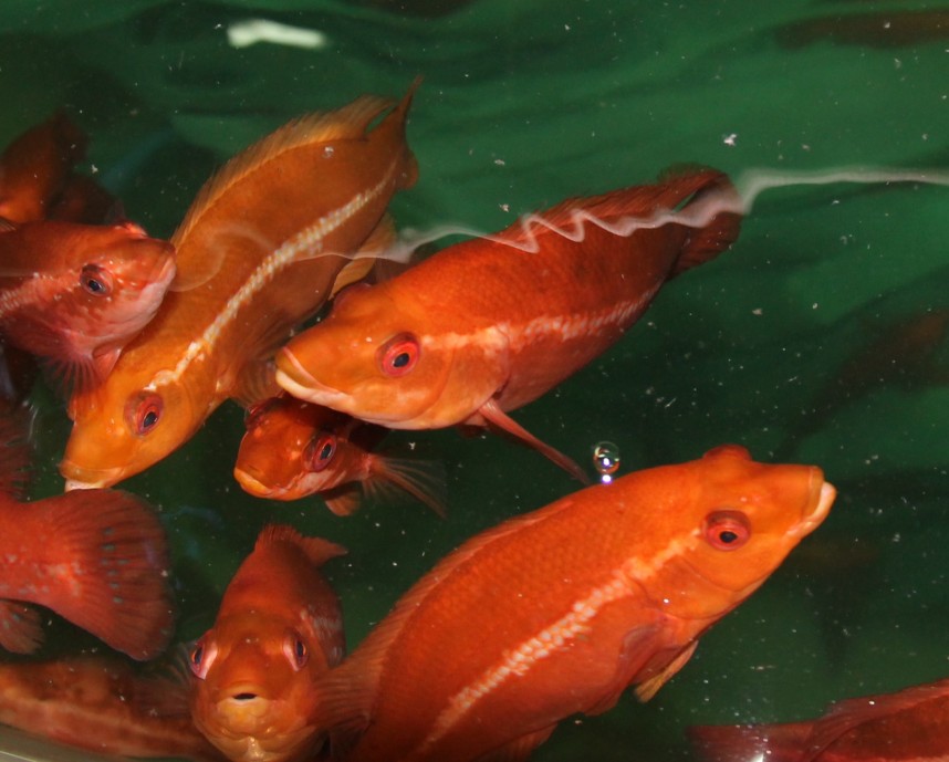 Ballan wrasse fish