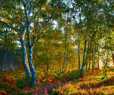 Birch trees in evening light