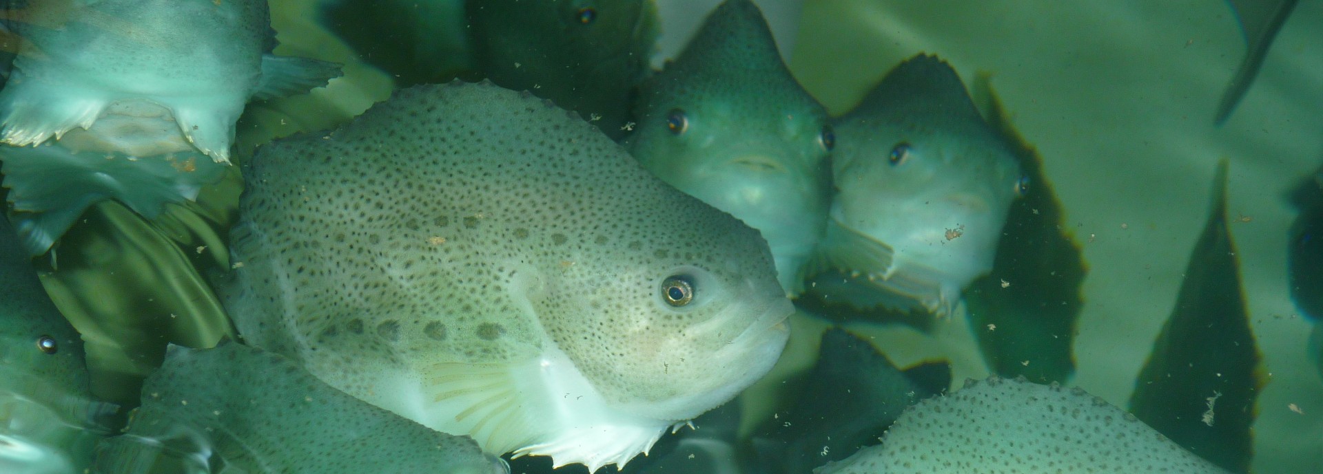 Lumpfish