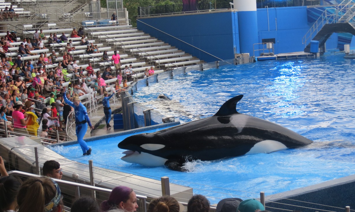 SeaWorld orca body text