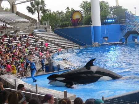 Orca at SeaWorld