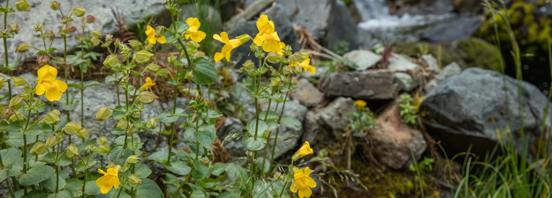 The Monkeyflower growing in the wild. A yellow plant with long stems and short green leaves