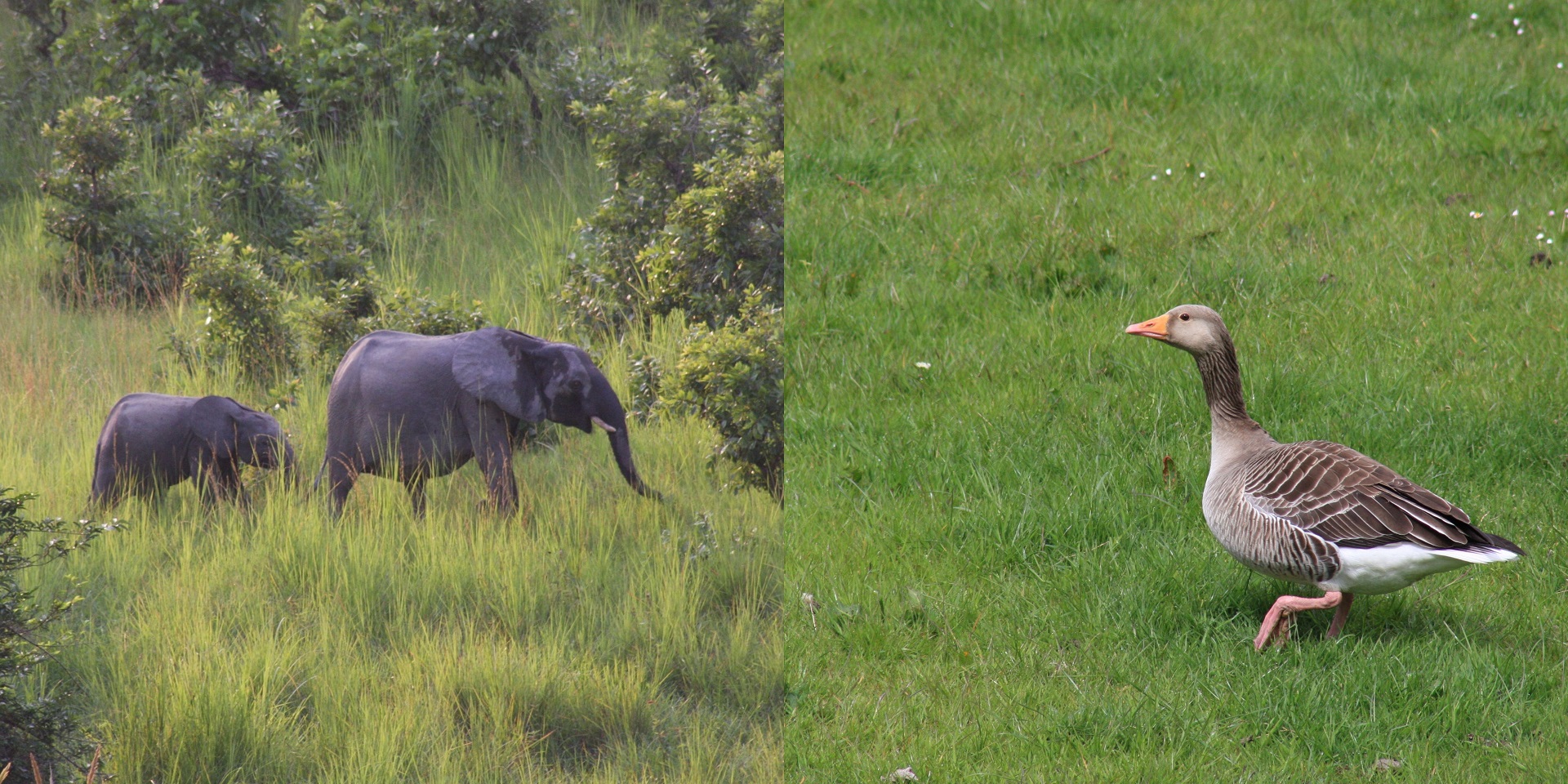 elephants and goose