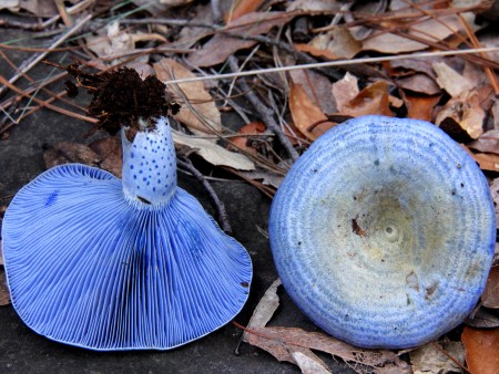 Blue-coloured Lactarius indigo mushroom in leaves