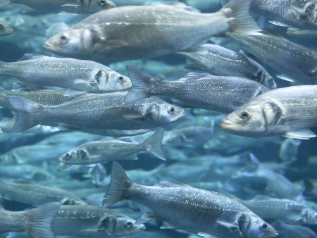 European seabass swimming