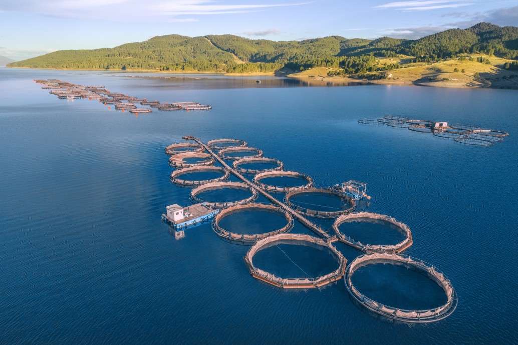 Marine aquaculture