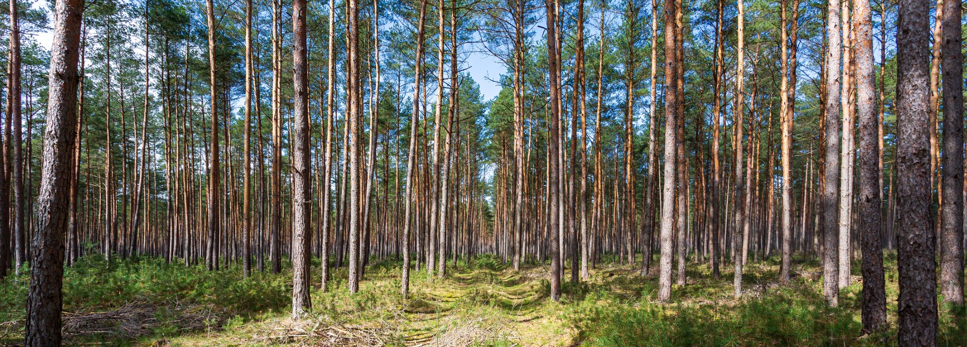 Scots pine forest