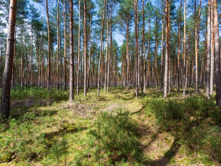 Scots pine forest