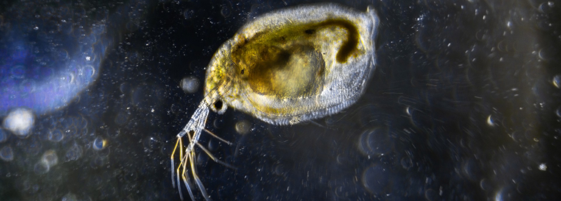 Microscopic image of Daphnia