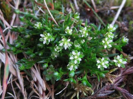 Snow pearlwort