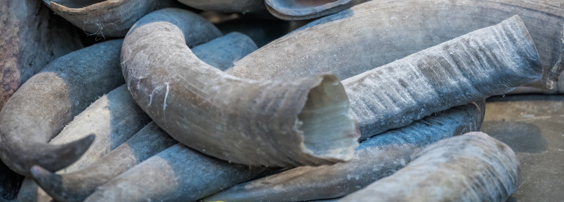 Pile of animal tusks for sale in the local shop in market in the Old town of Fenghuang, Hunan Province, China