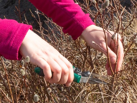 Sarah Watts collecting montane willow cuttings for propagation