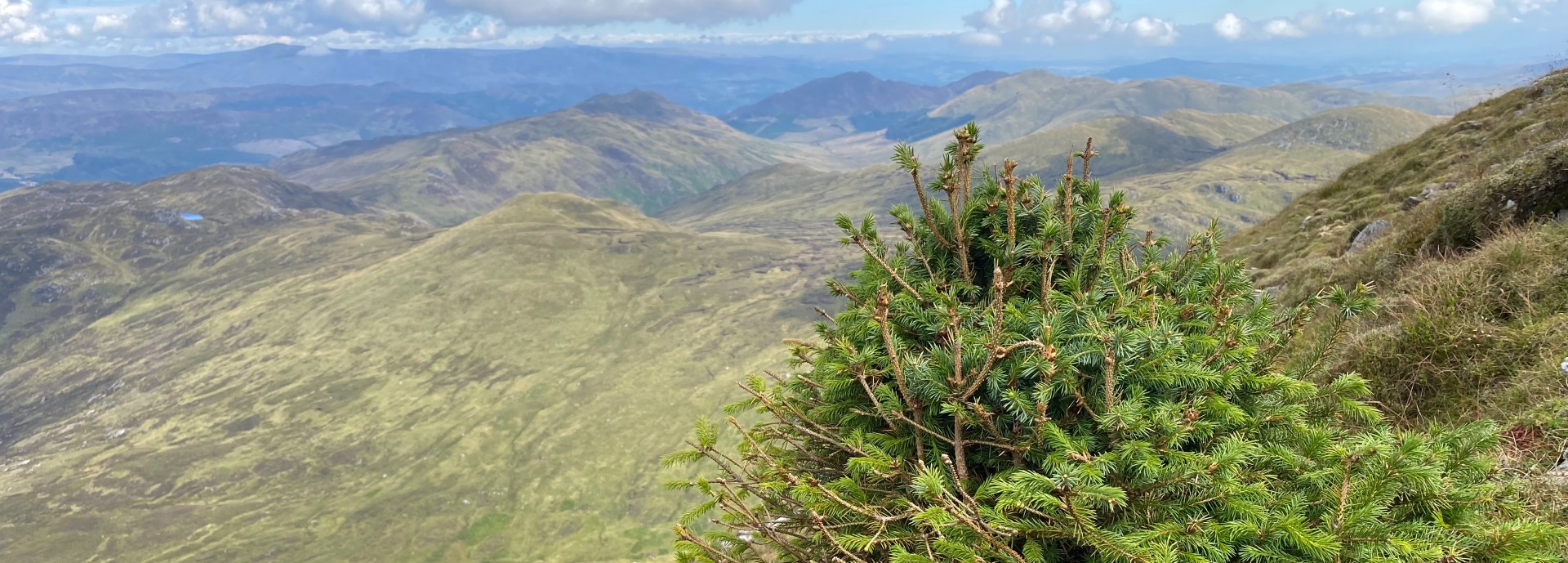 Sitka Spruce on Ben Vorlich