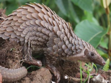 White-bellied pangolin