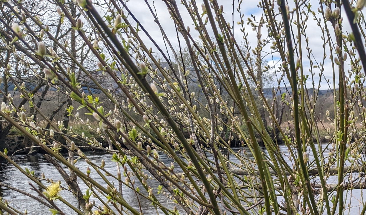 Resprouted beaver-felled trees, River Teith, Callander