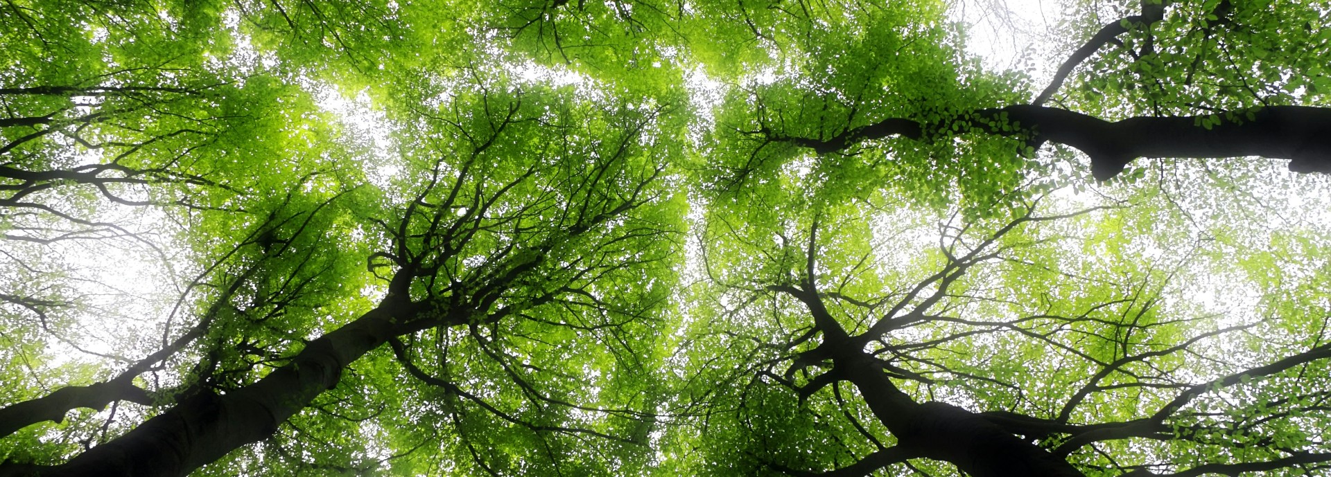 Tree crown