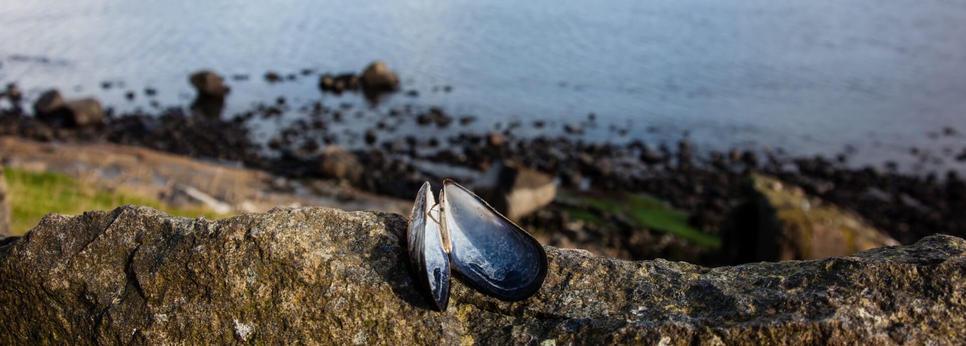 Mussel shell