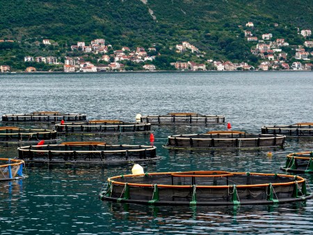 FishFarm450x338iStock-1804564263(1)